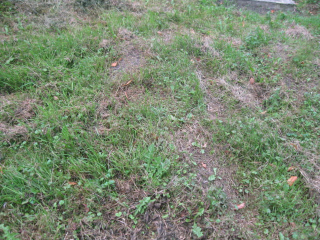  NN Bytom - Grobonet - Wyszukiwarka osób pochowanych