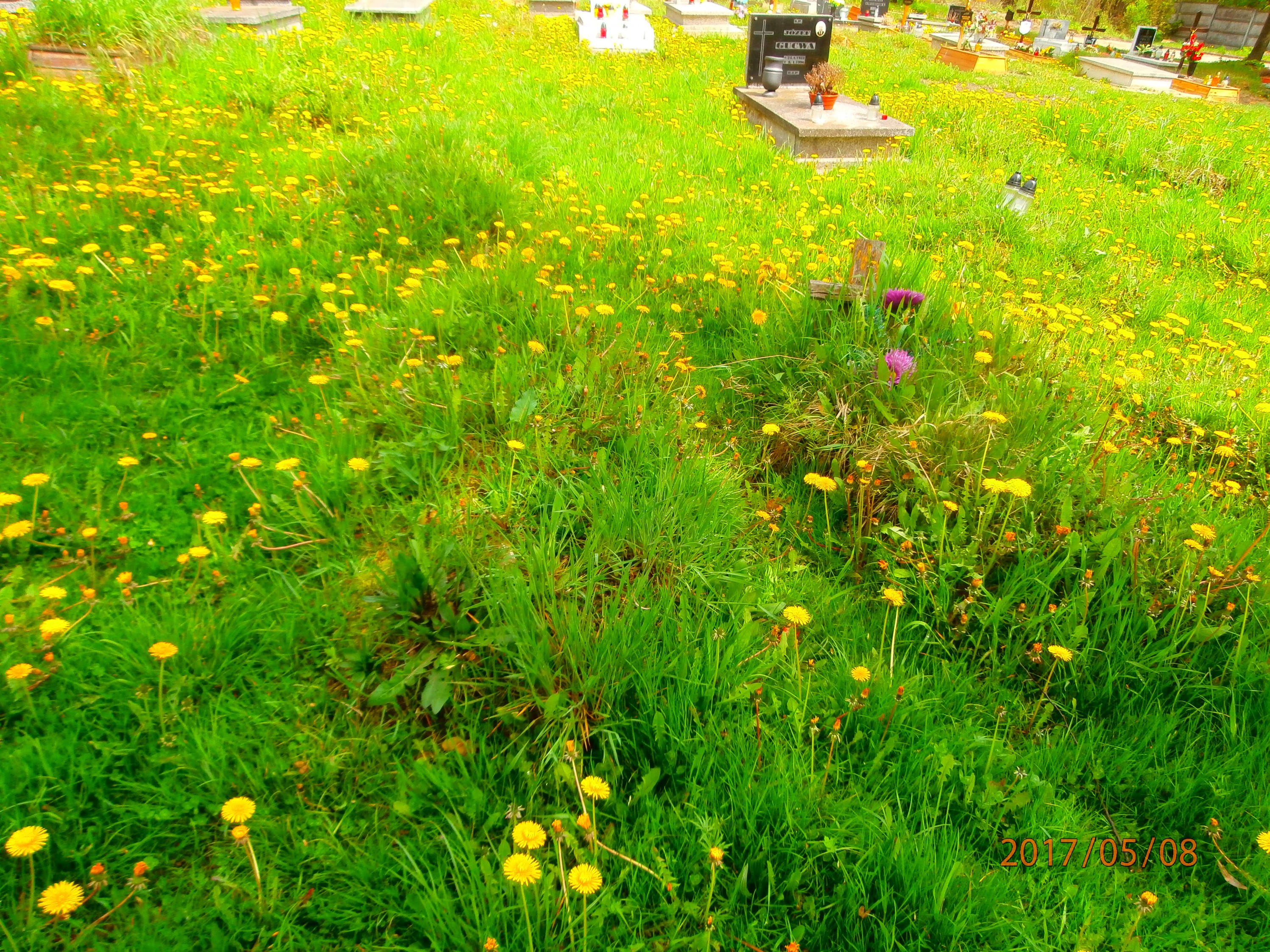 Henryk Szmidt 1945 Bytom - Grobonet - Wyszukiwarka osób pochowanych