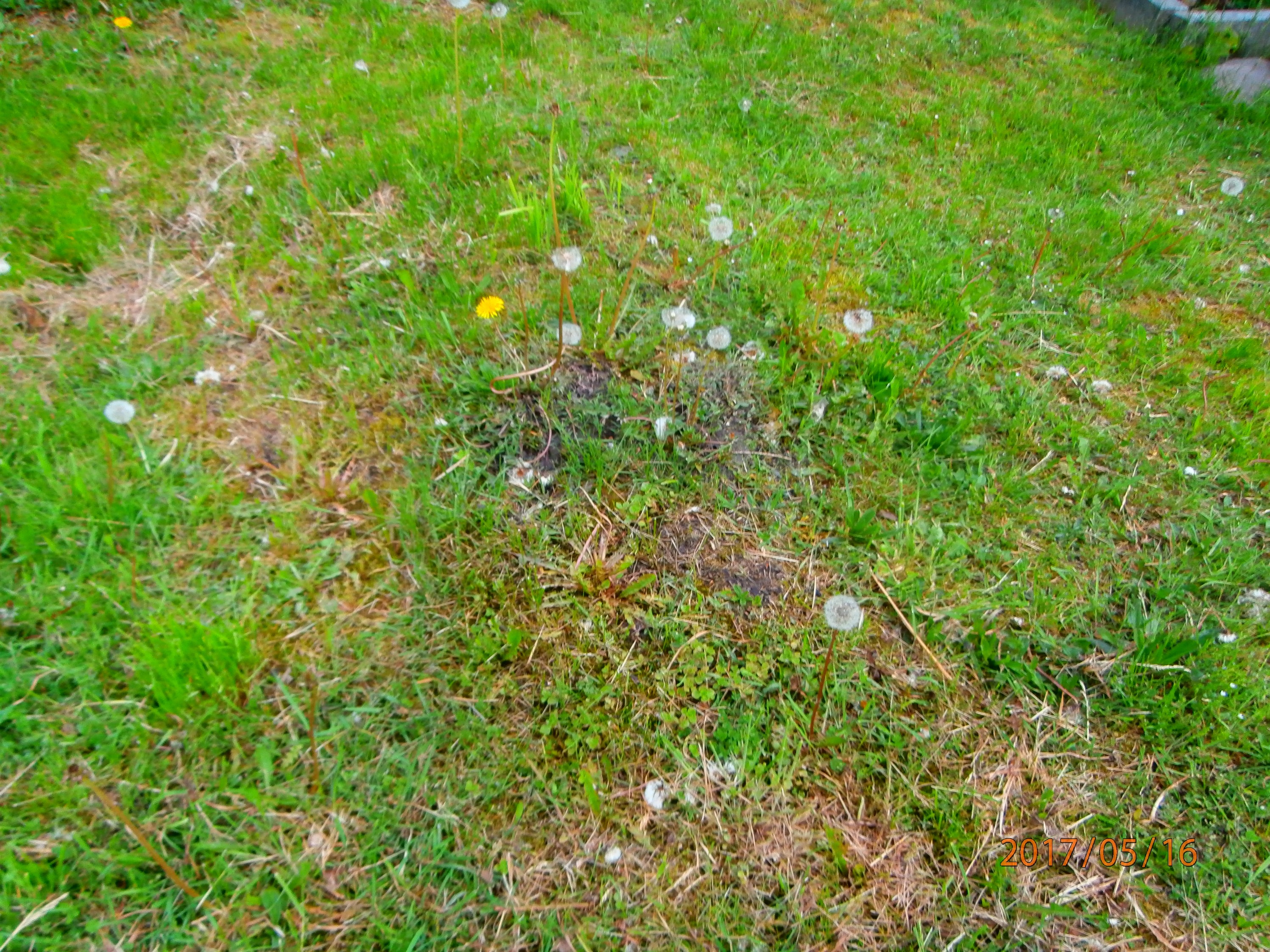 Gotfryd Kopyto 1942 Bytom - Grobonet - Wyszukiwarka osób pochowanych