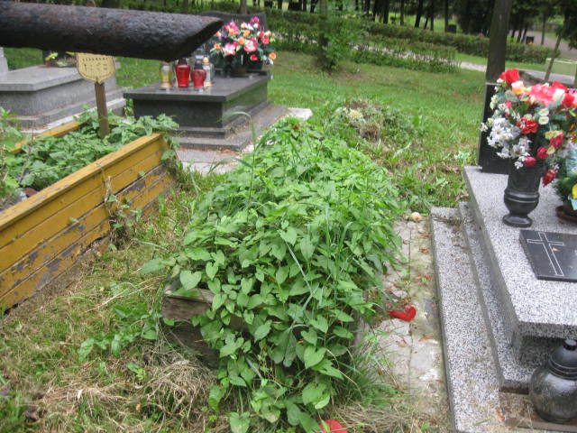  NN Bytom - Grobonet - Wyszukiwarka osób pochowanych